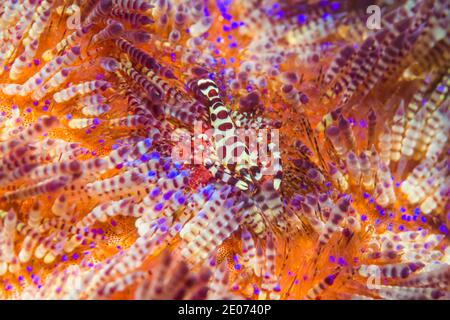 La crevette Coleman [Periclilènes colemani] sur l'oursin toxique [Asthenosoma varium]. Détroit de Lembeh, Nord de Sulawesi, Indonésie. Banque D'Images