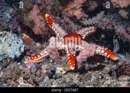 Étoile de mer à la menthe poivrée [Fromia monilis]. Détroit de Lembeh, Nord de Sulawesi, Indonésie. Banque D'Images