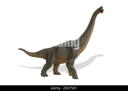 Portrait d'un brontosaurus isolé sur fond blanc. Banque D'Images