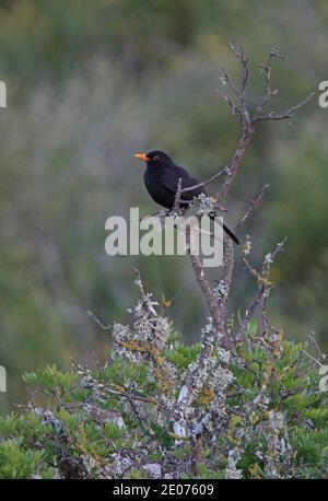 Oiseau noir commun (Turdus merula mauritanicus) Homme adulte perché sur un arbre mort du Maroc Avril Banque D'Images