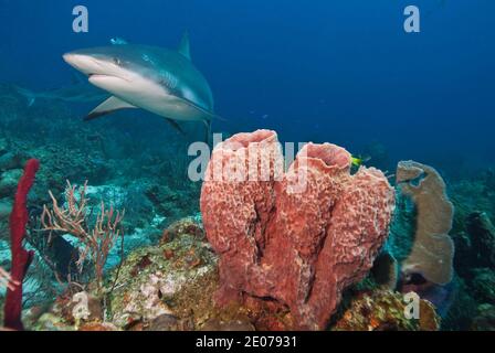 Requin de récif des Caraïbes (Carcharhinus perezi) nageant sur une éponge géante (Muta Xestopongia) Banque D'Images