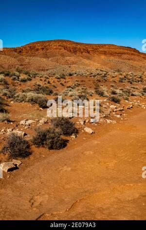 Traces d'un dinosaure de type théropode bipedal qui mangeait de la viande et qui pesait jusqu'à 1,000 livres, dans le site de la piste de dinosaures de Warner Valley de BLM près de St. G Banque D'Images