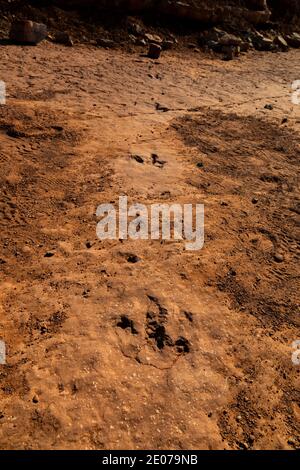 Traces d'un dinosaure de type théropode bipedal qui mangeait de la viande et qui pesait jusqu'à 1,000 livres, dans le site de la piste de dinosaures de Warner Valley de BLM près de St. G Banque D'Images