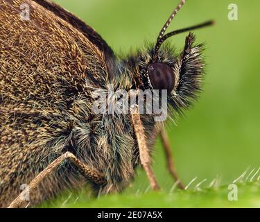 Gros plan du papillon de Ringlet (Aphantopus hyperantus) perché sur la feuille de plante. Tipperary, Irlande Banque D'Images