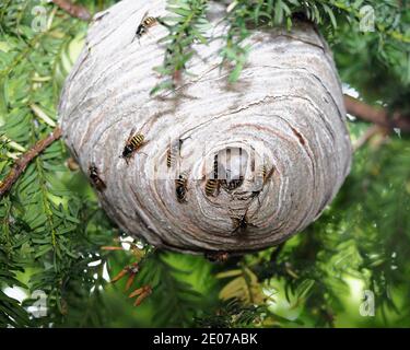 La guêpe Dolichovespula norwegica niche dans l'arbre de Yew. Tipperary, Irlande Banque D'Images