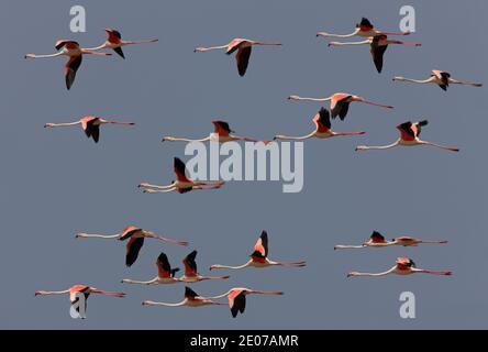 Le grand Flamingo (Phoenicopterus ruber) flock dans le vol Maroc Mai Banque D'Images