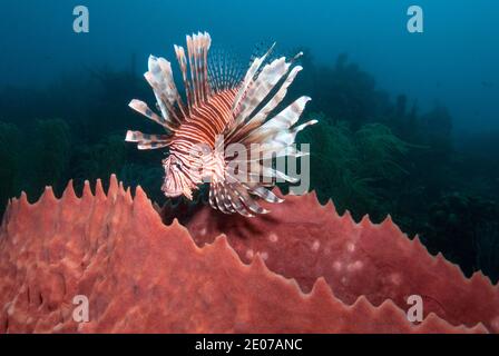 Lionfish (Pterois volitans) et éponge géante (Xestopongia muta), Roatan, Bay Islands, Honduras, Caraïbes Banque D'Images