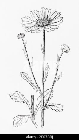 Ancienne gravure d'illustration botanique de Daisy Ox-Eye / Leucanthemum vulgare, Chrysanthemum leucanthemum. Plante médicinale traditionnelle. Voir Remarques Banque D'Images