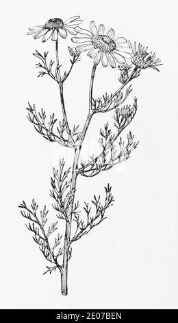 La matricaire inodore, Tripleurospermum inodorum (Chrysanthemum ...