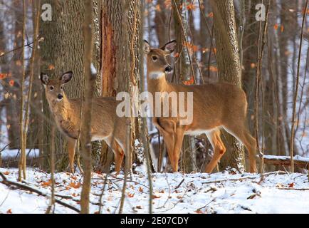 Famille de cerfs en forêt d'hiver Banque D'Images