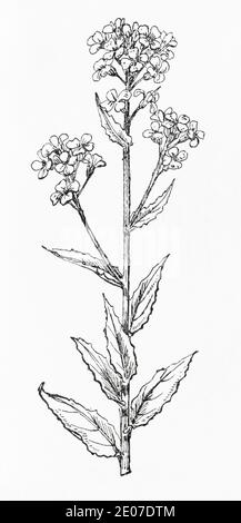 Ancienne gravure d'illustration botanique de la haie Mustard / Sisymbrium officinale. Plante médicinale traditionnelle. Voir Remarques Banque D'Images