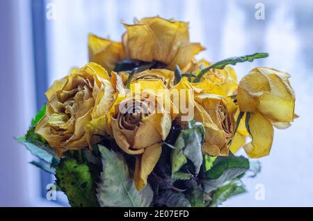 Un bouquet de roses jaunes qui ont vieilli, séché et flétrit de leur gloire passée. Banque D'Images