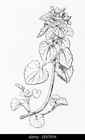Ancienne gravure d'illustration botanique de Red Dead Nettle / Lamium purpueum. Plante médicinale traditionnelle. Voir Remarques