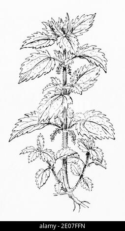 Ancienne gravure d'illustration botanique de petit Nettle / Urtica urens. Plante médicinale traditionnelle. Voir Remarques Banque D'Images