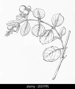 Ancienne gravure d'illustration botanique de Snowberry / Symphoricarpos racemosus. Parfois utilisé comme plante médicinale. Voir Remarques Banque D'Images