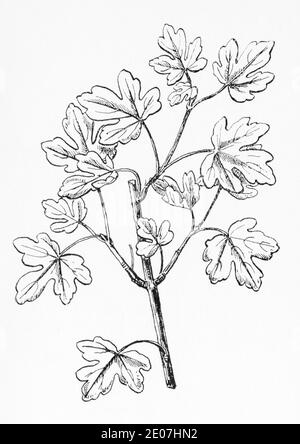 Ancienne gravure d'illustration botanique de Field Maple / Acer campestre. Plante médicinale traditionnelle. Voir Remarques Banque D'Images