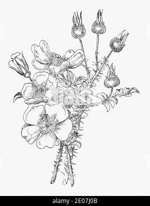 Ancienne gravure d'illustration botanique de Burnett Rose / Rosa spinosissima, Rosa pampinellifolia. Voir Remarques Banque D'Images