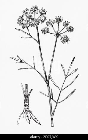 Ancienne gravure d'illustration botanique du persillé d'eau de Dropwort / Oenanthe lachenalii. Dessins de umbellives britanniques. Voir Remarques Banque D'Images