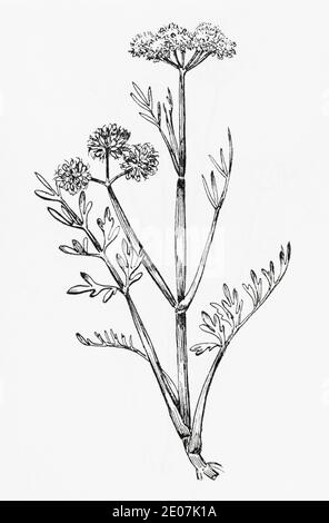 Ancienne gravure d'illustration botanique de l'eau Dropwort / Oenanthe fistulosa. Dessins de fumeuses britanniques empoisonnées. Voir Remarques Banque D'Images