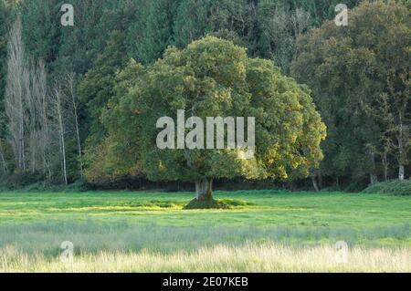 Un chêne anglais (Quercus robur), l'espèce d'arbre britannique la plus commune, se trouve seul dans un pré à la fin de l'été qui s'estompe en automne. Dorset, Angleterre, Royaume-Uni. Banque D'Images