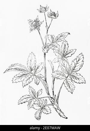 Ancienne gravure d'illustration botanique de Marsh Cinque-foil / Potentilla palustris. Plante médicinale traditionnelle. Voir Remarques Banque D'Images