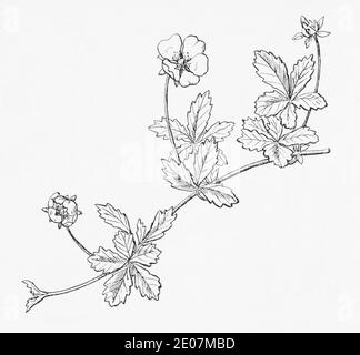 Ancienne gravure d'illustration botanique de film de Cinque / Potentilla reptans. Plante médicinale traditionnelle. Voir Remarques Banque D'Images