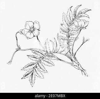 Ancienne gravure d'illustration botanique de Silverweed / Potentilla anserina. Plante médicinale traditionnelle. Voir Remarques Banque D'Images