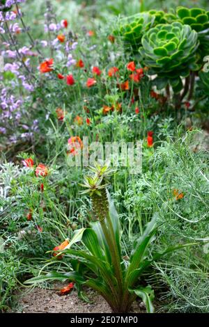 Eucomis comosa Cornouailles,nénuphar,racémes,raceme,bractée feuillue,bractées,fleurs,fleurs,fleurs,fleurs,fleurs,fleurs,Eschscholzia californica Thai Silk,pavot de Californie Banque D'Images