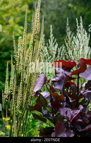 Populus deltoides Purple Tower ,Eastern Cottonwood,feuilles,feuillage,Actaea cordifolia Blickfang,blanc fleur,fleurs,fleur en pointe,floraison,vivace,pe Banque D'Images