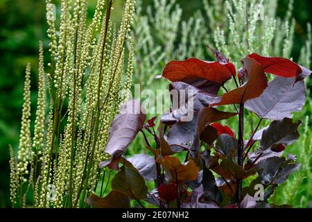 Populus deltoides Purple Tower ,Eastern Cottonwood,feuilles,feuillage,Actaea cordifolia Blickfang,blanc fleur,fleurs,fleur en pointe,floraison,vivace,pe Banque D'Images