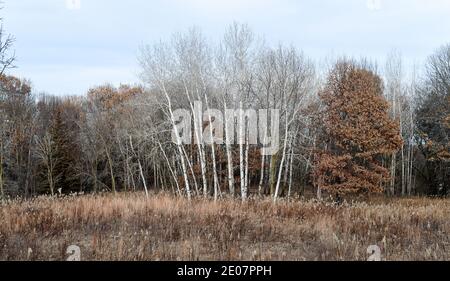 Grands pins regroupés le long du champ ouvert du Minnesota en hiver Banque D'Images