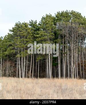 Grands pins regroupés le long du champ ouvert du Minnesota en hiver Banque D'Images