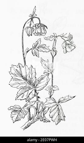 Ancienne gravure d'illustration botanique des Avens d'eau / Geum rivale. Plante médicinale traditionnelle. Voir Remarques Banque D'Images