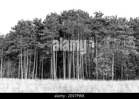 Grands pins regroupés le long du champ ouvert du Minnesota en hiver Banque D'Images