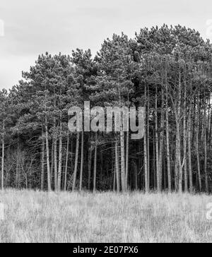 Grands pins regroupés le long du champ ouvert du Minnesota en hiver Banque D'Images