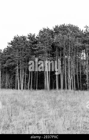 Grands pins regroupés le long du champ ouvert du Minnesota en hiver Banque D'Images