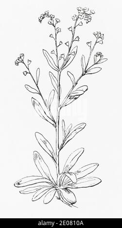 Ancienne gravure d'illustration botanique de Tufted Forget-me-not / Myosotis laxa, Myosotis caespitosa. Voir Remarques Banque D'Images