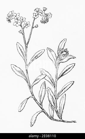 Ancienne gravure d'illustration botanique du bois Forget-me-not / Myosotis sylvatica. Voir Remarques Banque D'Images