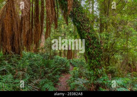 Arbres de la forêt de Tarkine en tasmanie, Australie Banque D'Images