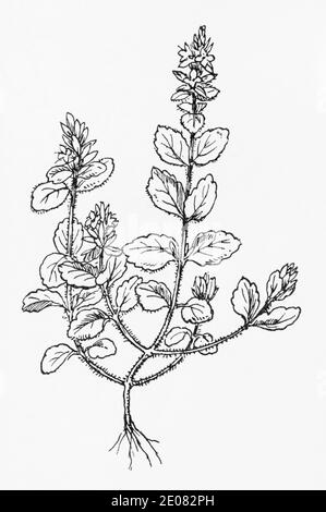 Ancienne gravure d'illustration botanique de Wall Speedwell / Veronica arvensis. Plante médicinale traditionnelle. Voir Remarques Banque D'Images