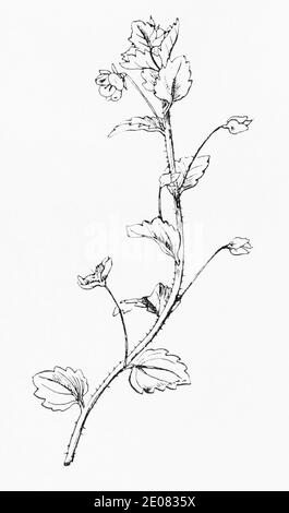 Ancienne gravure d'illustration botanique de Common Speedwell, Buxbaum Speedwell / Veronica persica, Veronica buxbaumii. Utilisation rare de plantes. Voir Remarques Banque D'Images