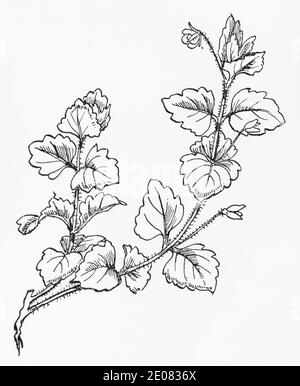 Ancienne gravure d'illustration botanique de Green Field Speedwell / Veronica agrestis. Plante médicinale traditionnelle. Voir Remarques Banque D'Images