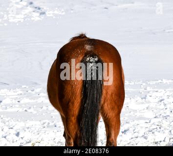 Grand cheval brun dans le paddle de pâturage sur une neige jour d'hiver couvert Banque D'Images