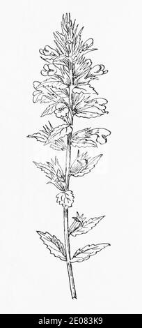 Ancienne gravure d'illustration botanique de Bartsia jaune / Parentucellia viscosa. Voir Remarques Banque D'Images