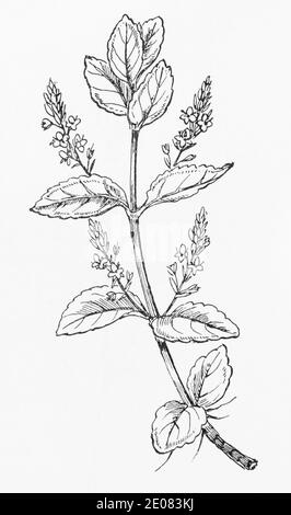 Ancienne gravure d'illustration botanique de Brooklime / Veronica beccabunga. Plante médicinale traditionnelle. Voir Remarques Banque D'Images