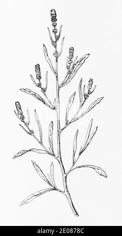 Ancienne gravure d'illustration botanique d'orache à feuilles étroites / Atriplex littoralis. Voir Remarques Banque D'Images