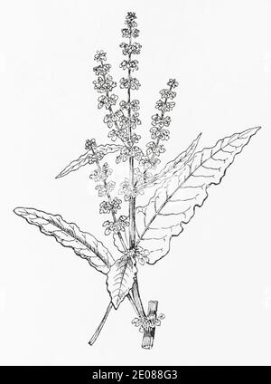 Ancienne gravure d'illustration botanique du Dock bouclés / Crispus Rumex. Plante médicinale traditionnelle. Voir Remarques Banque D'Images