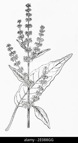 Ancienne gravure d'illustration botanique du Dock à veiné rouge / Rumex sanguineus. Plante médicinale traditionnelle. Voir Remarques Banque D'Images