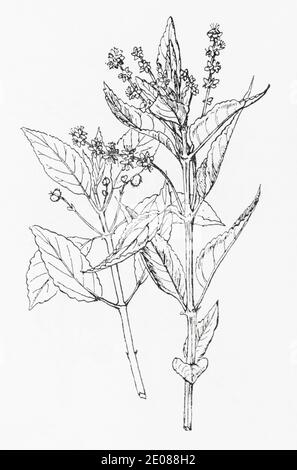 Ancienne gravure d'illustration botanique de chiens vivaces Mercure / Mercurialis perennis. Plante médicinale traditionnelle. Voir Remarques Banque D'Images