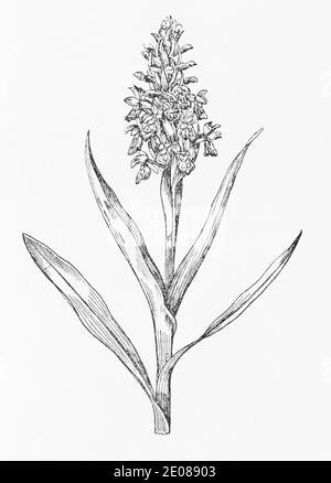 Ancienne gravure d'illustration botanique de Marsh Orchid / Dactylorhiza incarnata. Plante médicinale traditionnelle. Voir Remarques Banque D'Images